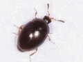 Orthoperus nigrescens